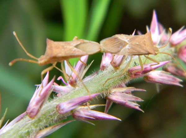 leaf-footed Bugs in a Nairobi garden, April 2011. Photo © by Michael Plagens