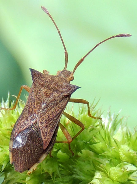 leaf-footed bugs on Amaranthus in a Kitale garden, Dec. 2012 2011. Photo © by Michael Plagens