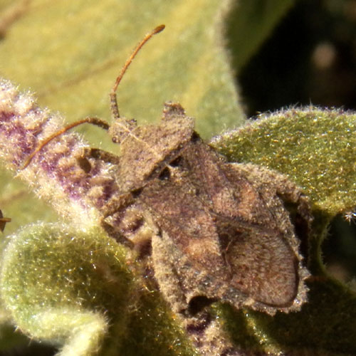 Acanthocoris, leaf-footed Bugs, Coreidae, on Solanum. Eldoreta, Kenya. January 2012. Photo © by Michael Plagens