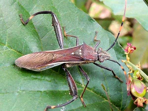 Broad-headed Bug, Alydidae from Moshi, Tanzania. December 2013. Photo © by Michael Plagens