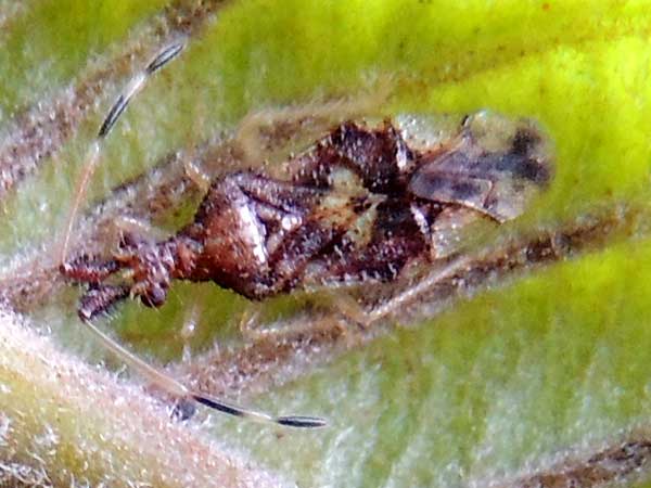 Bug, Coreidae, from Eldoret, Kenya. Damaging growing shoots and fruit of Guava. Photo © by Michael Plagens