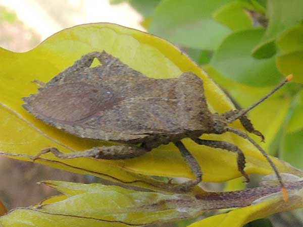 leaf-footed Bugs, Coreidae. Eldoreta, Kenya. Photo © by Michael Plagens