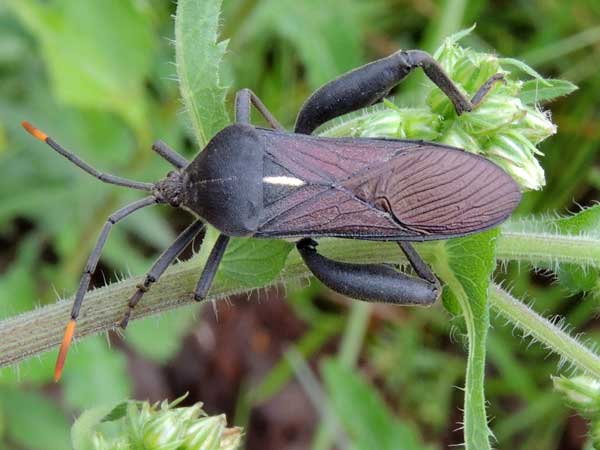 leaf-footed Bugs, Coreidae, Anoplocnemis. Eldoreta, Kenya. Photo © by Michael Plagens