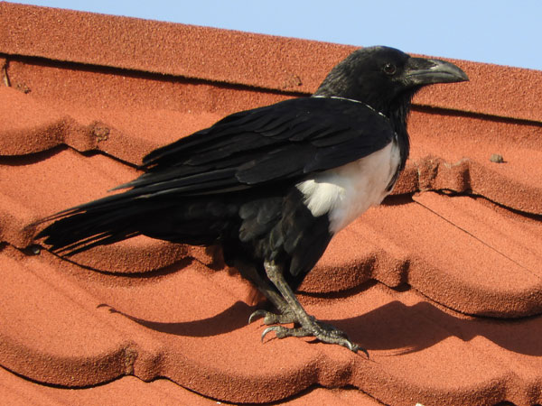 Pied Crow, Corvus albus, photo © by Michael Plagens