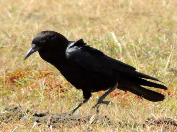 Cape Crow/Cape Rook, Corvus capensis, photo © by Michael Plagens