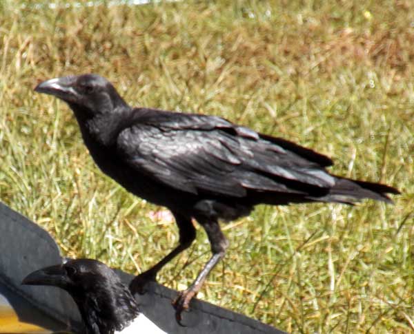 Fan-tailed Raven, Corvus rhipidurus, photo © by Michael Plagens