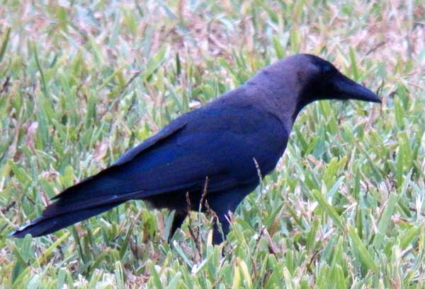 House Crow, Corvus splendens, photo © by Michael Plagens.