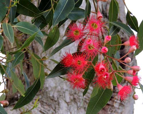 Red-flower Gum, Corymbia ficifolia, photo © by Michael Plagens