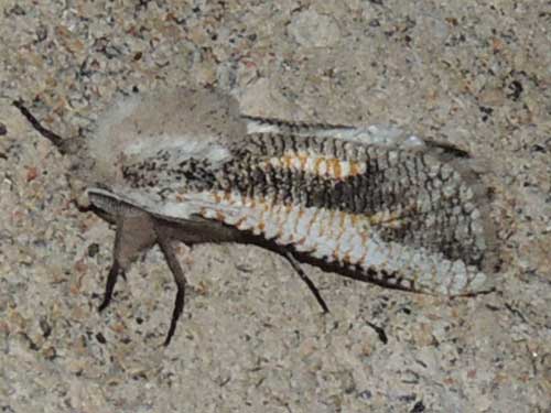 a Cossidae, maybe Azygophleps, from Kerio Valley, Kenya, Africa. December 2014. Photo © by Michael Plagens