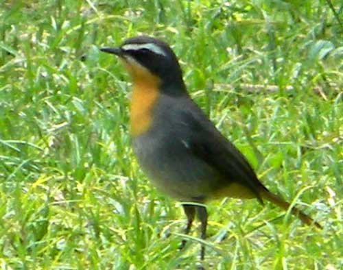 Cape Robin-Chat, Cossypha caffra, photo © by Michael Plagens