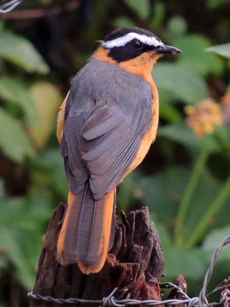 White-browed Robin-Chat, Cossypha heuglini, photo © by Michael Plagens