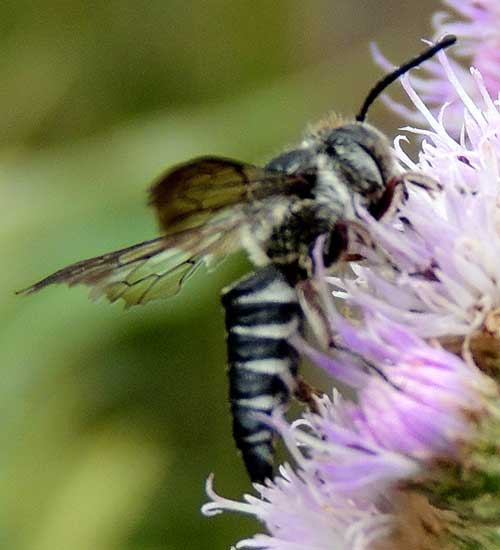 a mud dauber wasp, Crabronidae, at flowers on Menangai Crater, Kenya, March. 2013. Photo © by Michael Plagens