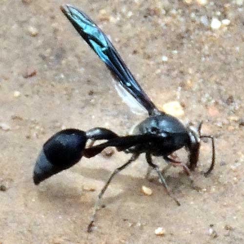 a vespid wasp, possibly a Delta sp., from Kakamega, Kenya, April 2013. Photo © by Michael Plagens