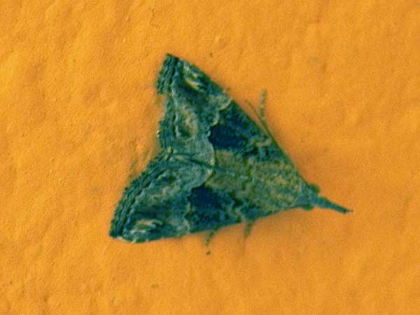 a crambidae grass or snout moth from Mombasa, Kenya, Jan. 2012. Photo © by Michael Plagens