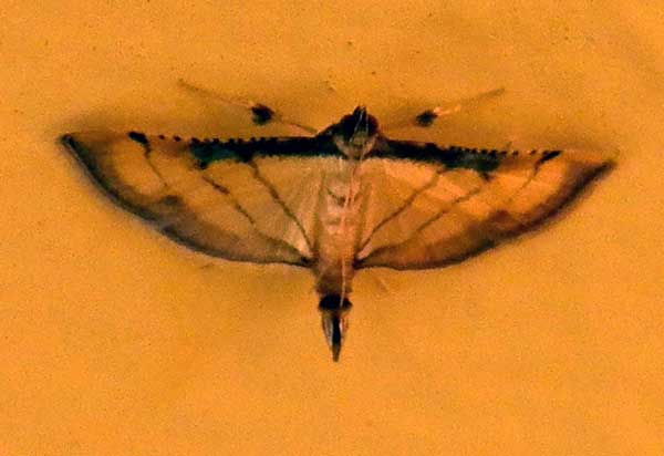 a crambidae grass or snout moth from Mombasa, Kenya, Jan. 2012. Photo © by Michael Plagens