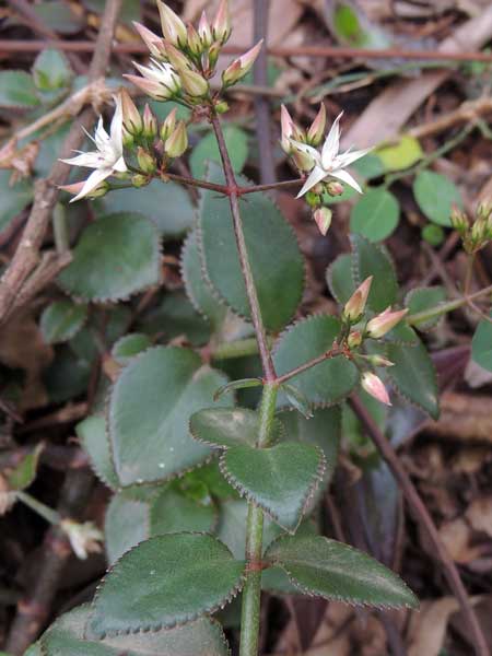 Crassula sarmentosa photo © by Michael Plagens