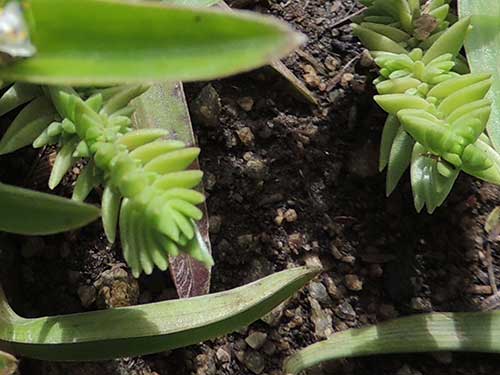 Crassula schimperi photo © by Michael Plagens