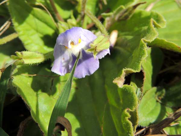 Resurection Plant, Craterostigma pumila, Nairobi, Kenya, photo © by Michael Plagens