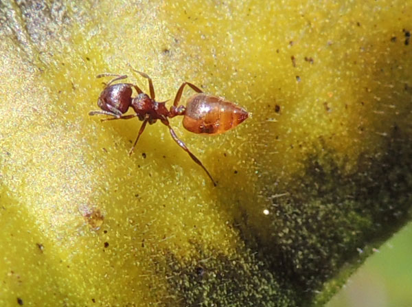 Crematogaster ant in the vicinity of Tambach, Kenya. Photo © by Michael Plagens