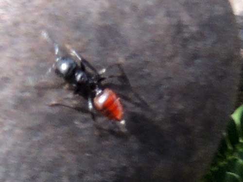 Crematogaster ant on Acacia thorn in Kajiado, Kenya. Photo © by Michael Plagens