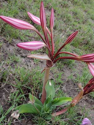 Crinum macowanii photo © by Michael Plagens