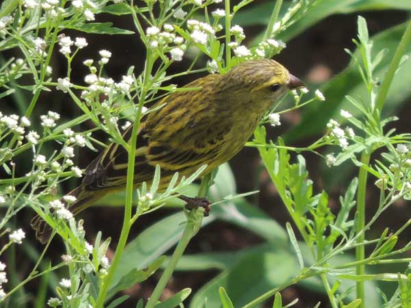 African Citril, Crithagra citrinelloides, photo © by Michael Plagens