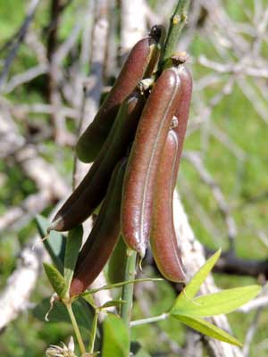 fruit (pods) of rattlepod, Crotalaria, Kenya, photo © by Michael Plagens