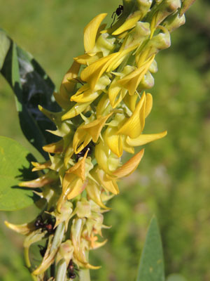flowers of rattlepod, Crotalaria, Kenya, photo © by Michael Plagens