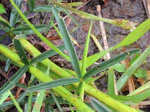 trifoliate leaf of rattlepod, Crotalaria ocholeuca, Kenya, photo © by Michael Plagens