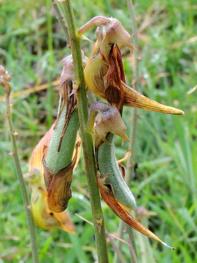 developing bean pods of rattlepod, Crotalaria ochroleuca, Kenya, photo © by Michael Plagens