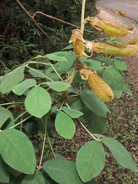 shrubby Crotalaria sp. from a roadside in Tugen Hills, Kenya, photo © by Michael Plagens