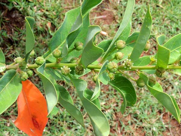 Croton dichogamus, a roadside shrub in Kenya, photo © by Michael Plagens