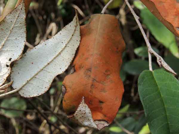 Croton dichogamus, a roadside shrub in Kenya, photo © by Michael Plagens