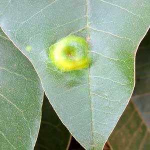 an insect gall on leaf of Croton megalocarpus, an indigenous tree common in Nairobi area of Kenya, photo © by Michael Plagens