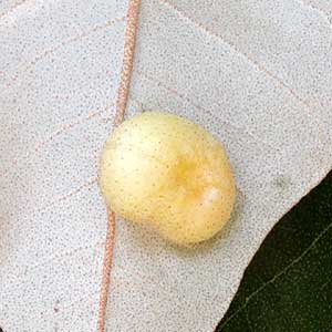 an insect gall on leaf of Croton megalocarpus, an indigenous tree common in Nairobi area of Kenya, photo © by Michael Plagens