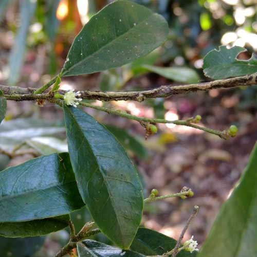 a rare Croton alienus photo © by Michael Plagens