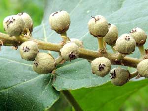 Croton macrostachyus, in Kenya, photo © by Michael Plagens