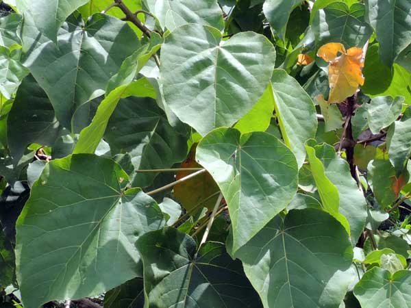 Croton macrostachyus, in Kenya, photo © by Michael Plagens