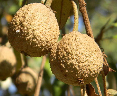 Croton megalocarpus, a forest tree common in Nairobi area of Kenya, photo © by Michael Plagens