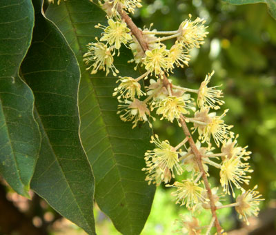 Croton megalocarpus, a forest tree common in Nairobi area of Kenya, photo © by Michael Plagens