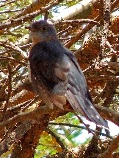 Red-chested Cuckoo, Cuculus solitarius, photo © by Michael Plagens.