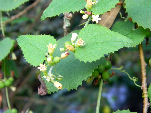 Unknown cucurbitaceae from Kenya, photo © by Michael Plagens