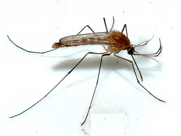 a Culex mosquito observed at Nairobi, Kenya. Photo © by Michael Plagens