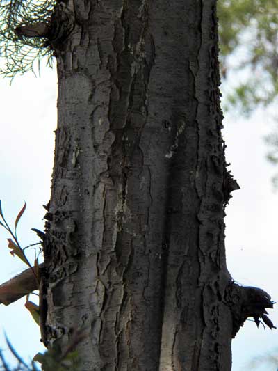 Cupressus lusitanica photo © by Michael Plagens