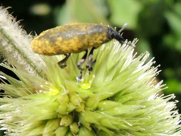 an unknown species of snout beetle observed at Tambach, Kenya. Photo © by Michael Plagens