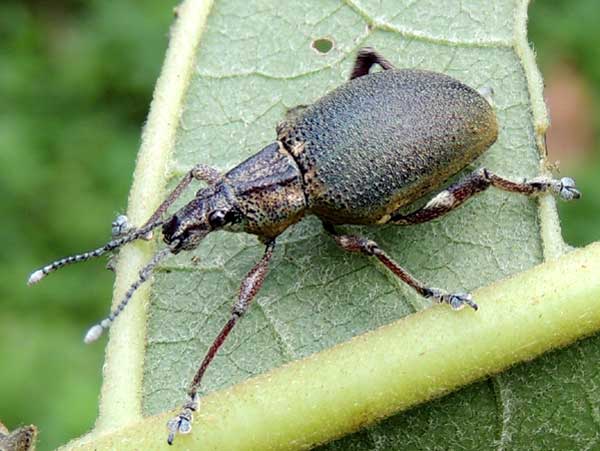 Gray-colored Entiminae from South Nandi, Kenya. Photo © by Michael Plagens