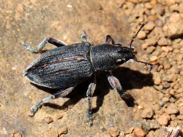 Charcoal-colored Entiminae from Eldoret, Kenya. Photo © by Michael Plagens