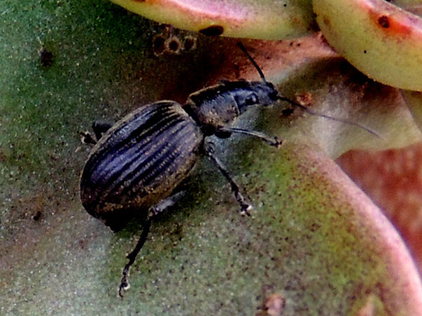 Entiminae from Eldoret found in close association with Kalanchoe, Kenya. Photo © by Michael Plagens