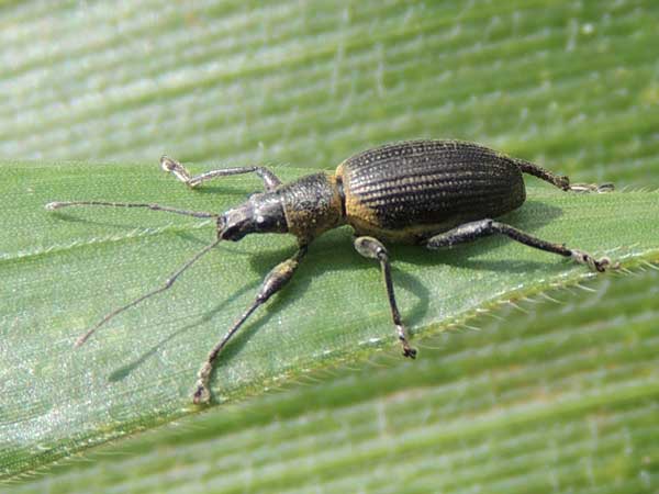 Entiminae from Eldoret found feeding on leaves of Maize, Zea mays in Eldoret, Kenya. Photo © by Michael Plagens