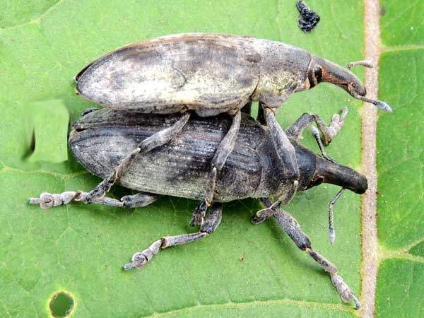 Curculionidae from Iten, Kenya. Photo © by Michael Plagens